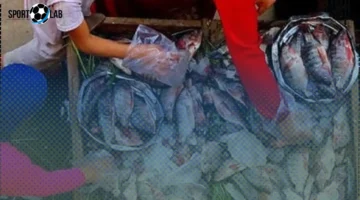 أسعار كيلو البلطي في كفر الشيخ الجمعة 21 نوفمبر 2025